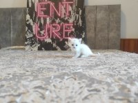 Lilac Ve Beyaz Renkli British Yavrular