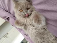 Çiftleşme İlanıdır