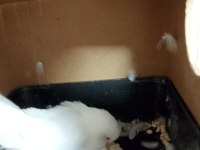 Yumurtalı Çift Sağlam Kan Muhabbet Kuşu