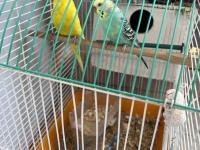 2 Tane Eşleşmiş 1 Tane Yavru Muhabbet Kuşu