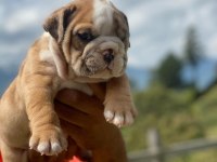 İngiliz Bulldog Yavru Köpekler