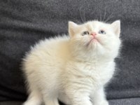 Kartopu British Shorthair Bebekler