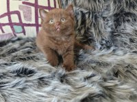 Lilac Long Ve Cinnamon Bebek Kedilerimiz