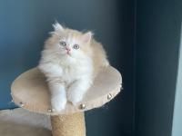 Bicolour Safkan British Longhair Kardeşler