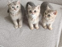 3 yakışıklı british shorthair yavrumuz oyuncu ve sevgi dolular