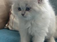 1.5 Aylık Mavi Gözlü British Longhair Yavru