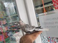 Wifi pied sultan papağanı tahminen erkek