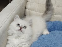 Yakışıklı Oyuncu British Longhair Oğlum