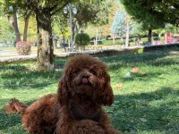 Kore poodle köpeğime eş bulma ilanıdır