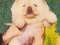 Irk Garantili Chow Chow Yavru Köpekler