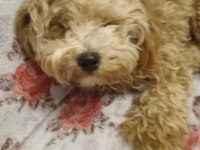 1 yaşında dişi poodle