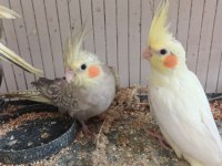 Her renk yavru sultan papağanı