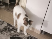 Kedimiz Karamelimize Acil Yuva Arıyoruz