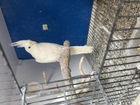 Toplu Mutasyon Sultan Papağanı Takımlar Ve Ekipmanlar