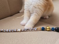 Kaliteli British Shorthair Kediler