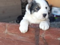 Safkan Alabay Yavrular