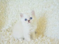 Boncuk Gözlü Silver British Longhair