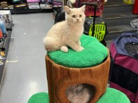 Show kalite british yavrularımız 2,5 aylık