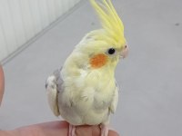 Erkek yavru sultan papağanı 3 aylık ele alışık evcil
