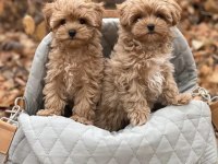 Kahverengi Maltipoo Yavrularımız