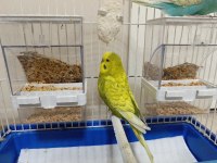 Evcil ve alışkındır çocuklu aileler ve üreticiler için on numara fiyat