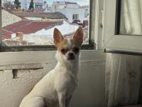 Dişi Tea Cup Yetişkin Chihuahua