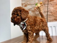 Toy Poodle Köpeği Yavrularımız