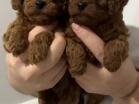 Irk Ve Sağlık Garantili Poodle Bebekler