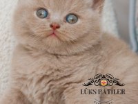 Mavişim Lilac British Shorthair