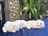 Safkan Evcil Hollanda Mini Ve Cüce Tavşanlar