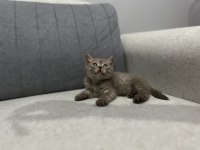British Shorthair Yavruları