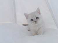 British Shorthair Kedisi Yavruları