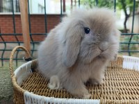 Hollanda Teddy Lop 35 Günlük Tavşan Yavrular