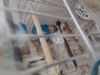 Ev Sıcaklığında Beslenen Hint Bülbülleri 1-2-3 Aylık