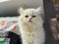 Kalite British Longhair Bebek Teslime Hazır