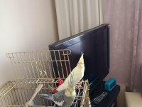 Çift sultan papağanlar