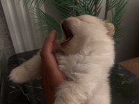 Üst Sekmen Sağlık Irk Garantili Pomeranian Yavrular