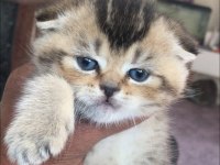 Scottish Black Golden Ny25