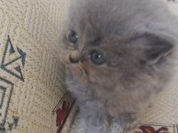 Oyuncu uysal yumak kedimiz yeni yuvasını arıyor