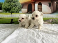 Maltese Yavru Köpekler