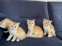 British shorthair golden ny12 dişi