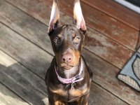 Sağlık Ve Irk Garantili Kızıl Dobermanlar