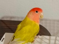 Dişi Sevda Papağanımız Yeni Sahibini Arıyor