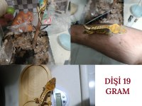 Sağlıklı sezona hazır crested gecko