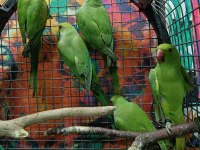 Kapalı Bilezik Pakistan Papağanları