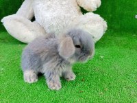 Hollanda teddy lop tavşanlar gönderim var