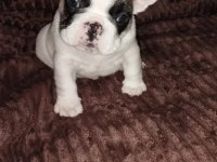 Anatomi Harikası Fransız Bulldog Yavrularımız