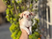 Teacup Mavi Göz Erkek Şivava Yavrum