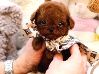 Safkan Toy Poodle Bebeklerimiz İçin Ulaşın
