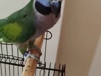 Lord Derbiyan Papağanı Jumbo Boy Bilezikli